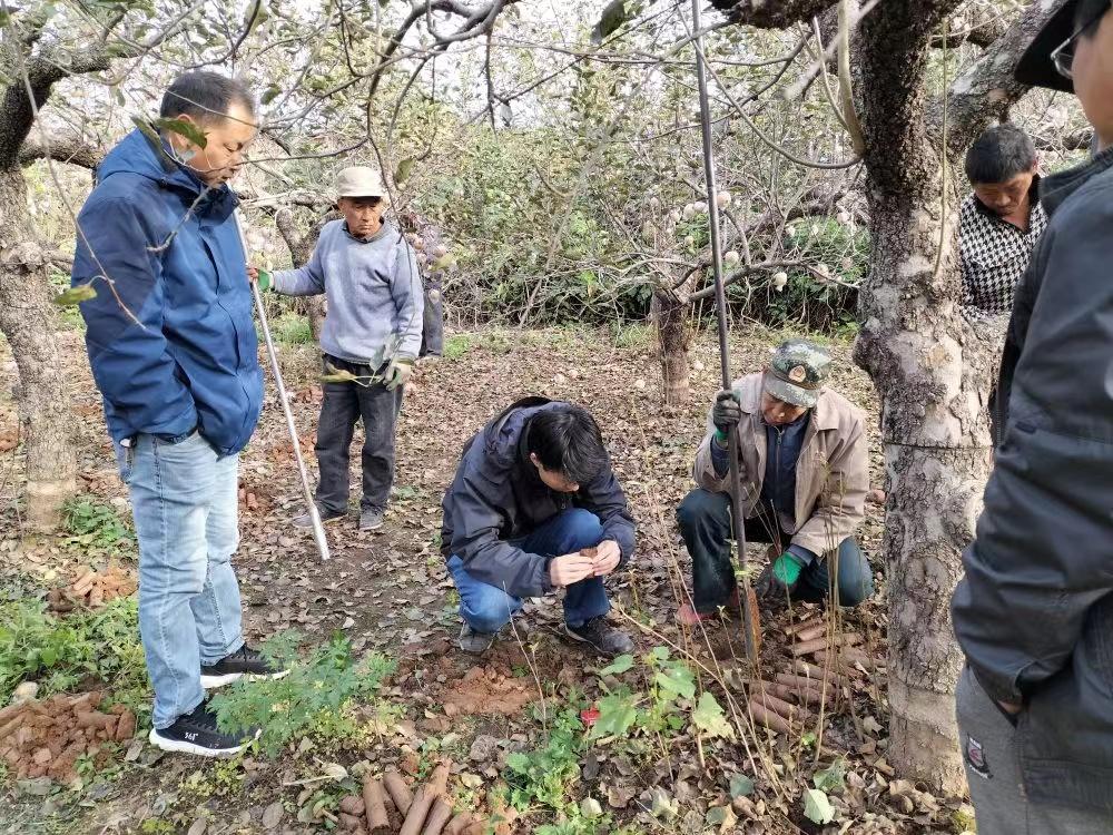 殷墟发现最长大邑商城市干道 揭示都城规划新突破