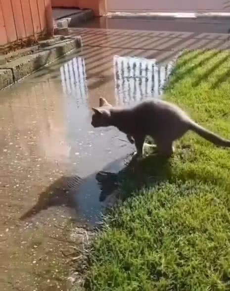 近百只猫在水塘中被溺死？佛山市三水区通报