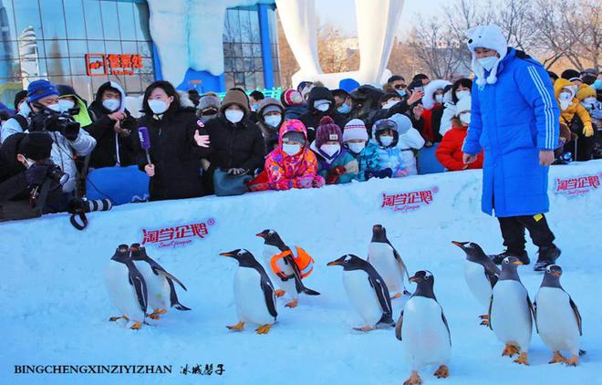 哈尔滨极地公园淘学企鹅巡游开始了 冰雪奇缘再续狂欢